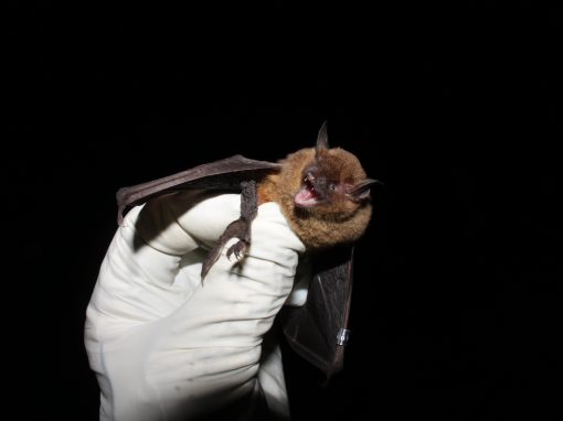 Endangered Bat Monitoring Survey — Fort Campbell, Kentucky